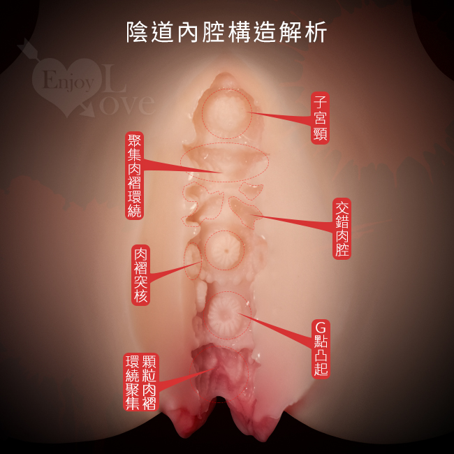 陰道內腔構造解析:子宮頸/交錯肉腔/G點凸起/聚集肉褶環繞/肉褶突起/顆粒肉褶,環繞聚集