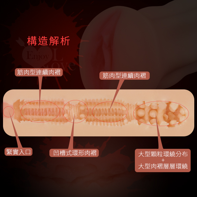 構造解析,連續肉褶,筋肉型連續肉褶,緊實入口,顆粒環繞