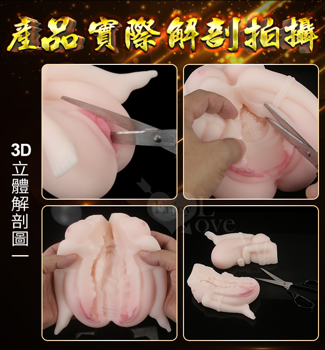 立體解剖圖一