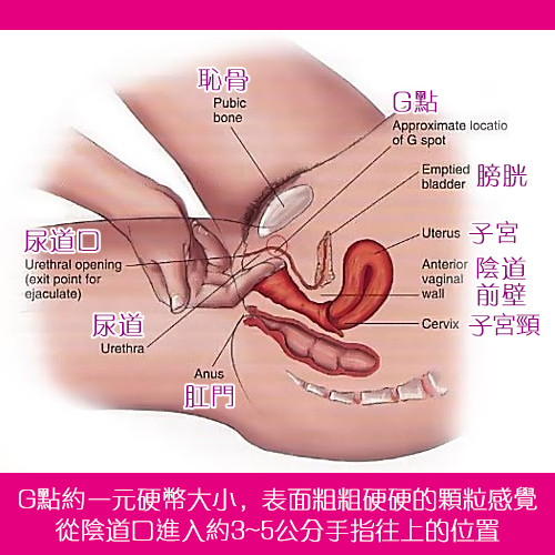 G點尋找教學 - G點約1塊錢硬幣大小,表面粗粗硬硬的觸感,陰道進入後3~5公分上方