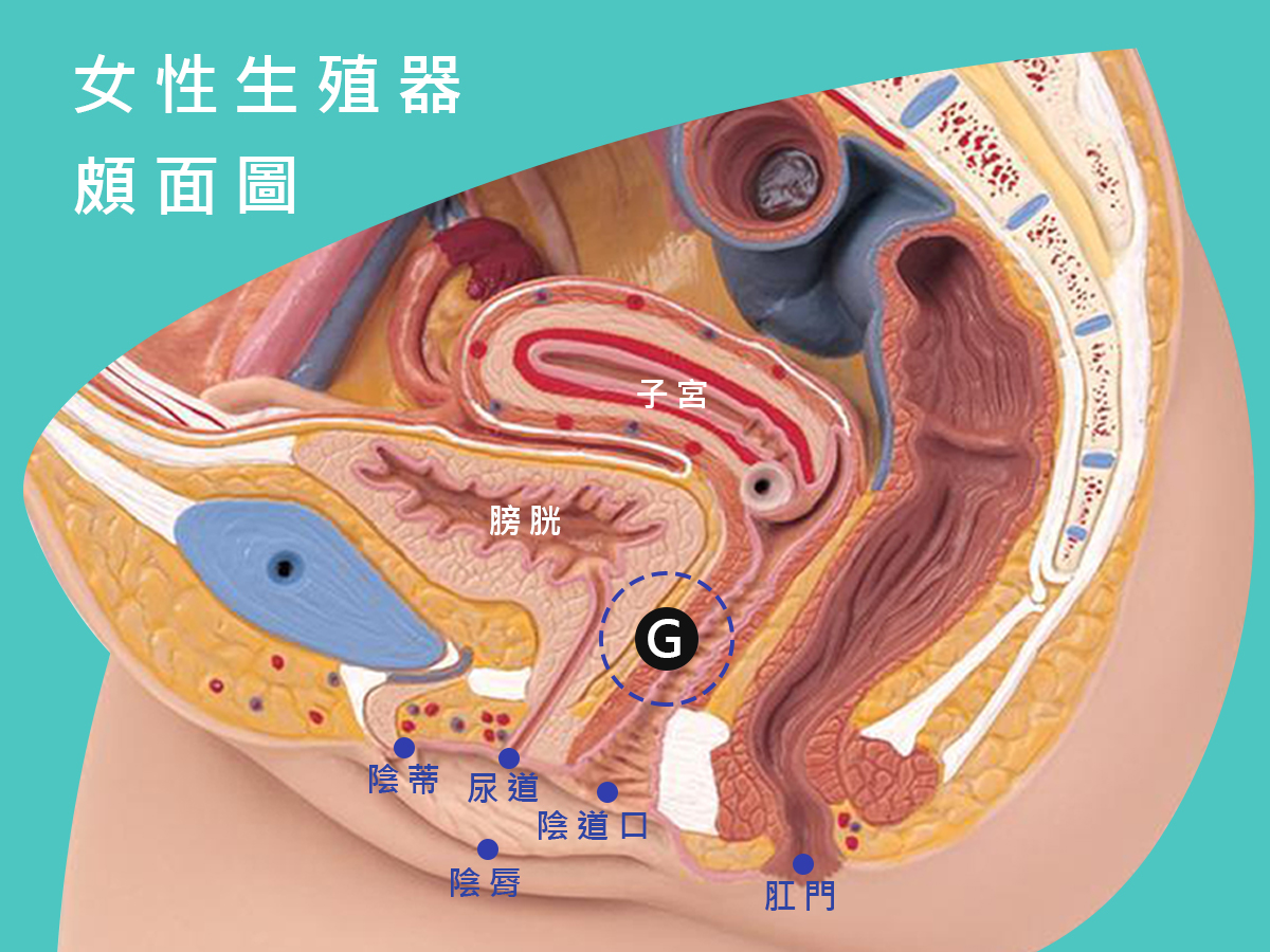 Ｇ點與其他的高潮點大公開！了解後你能更精確地提升性愛體驗！