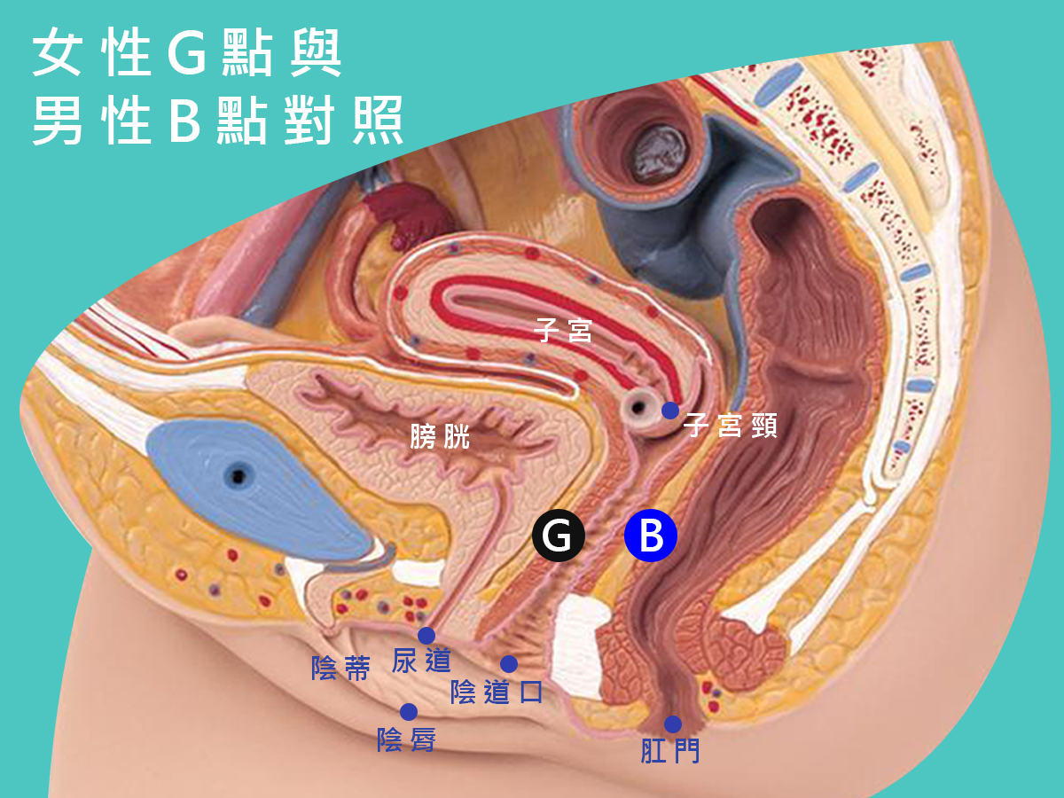 Ｇ點與其他的高潮點大公開！了解後你能更精確地提升性愛體驗！