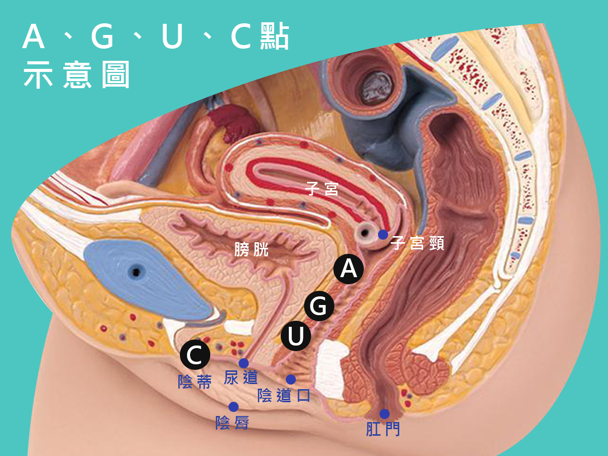 Ｇ點與其他的高潮點大公開！了解後你能更精確地提升性愛體驗！