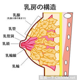 《歐派的說明書》完美歐派是有標準的，還有公式計算妳的完美胸圍！