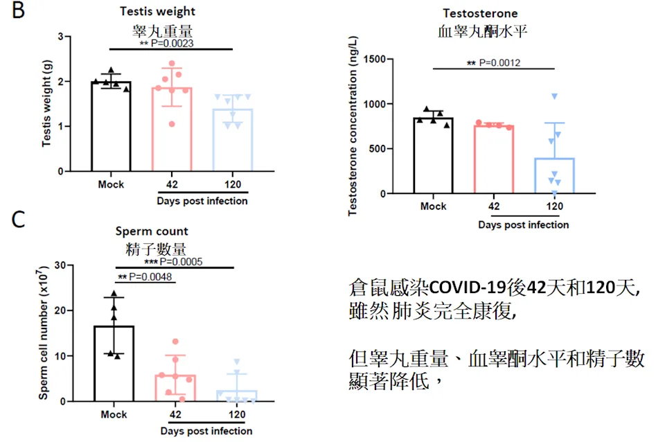 【防疫注意】感染《新冠肺炎》睪丸恐「萎縮變小」生育力降低？接種疫苗可預防！